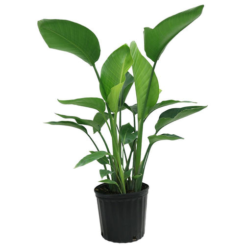 Green Return Plant