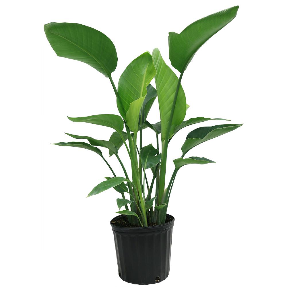 Green Return Plant